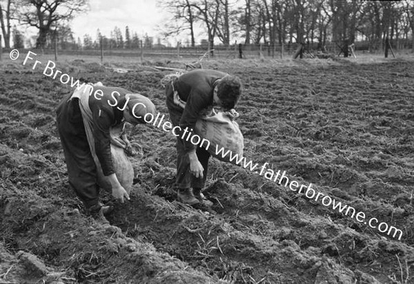 SEAMUE FITZPATRICK & F DUNNE SOWING